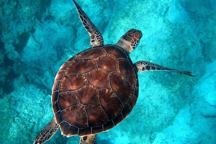Cancun : 4 - Stop Schnorcheltour, Schildkröten, Riff, Schiffswrack & Cenote