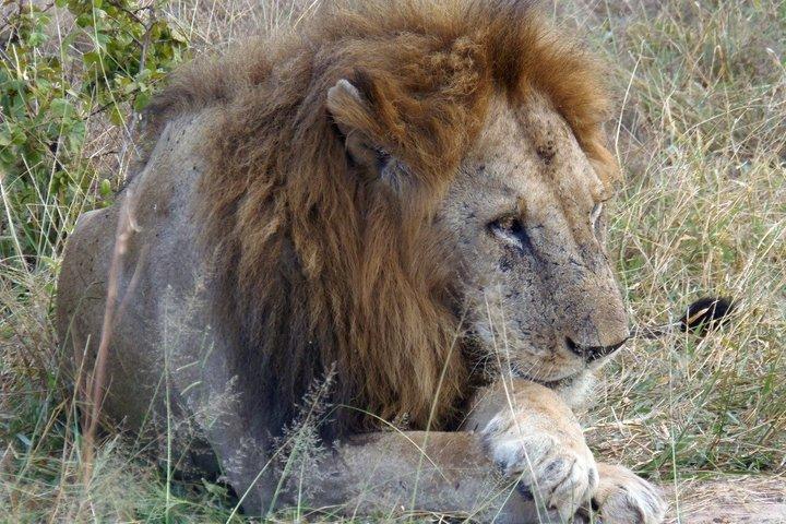 De Dar Es Salaam-Mikumi Excursion d'une journée en safari avec train SGR