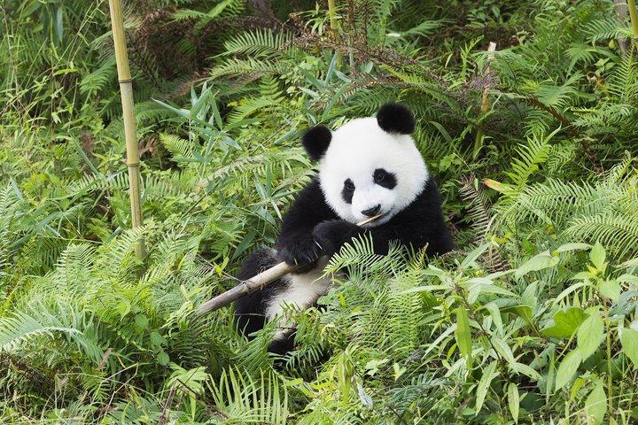 Hoteller i nærheden af Chengdu Giant Panda Base