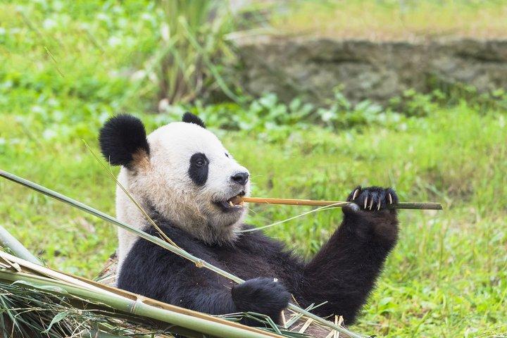 Hoteller i nærheden af Chengdu Giant Panda Base