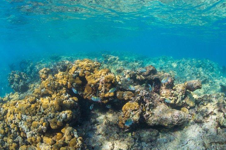 Key West Rum e Reggae: Reef Snorkel Adventure e Sunset Sail