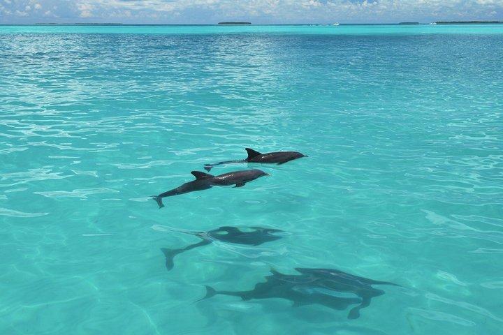 Key West Delfinklocka och Snorkeltur - Eco Adventure