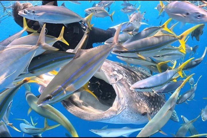 Snorkel and Scuba Diving with Whale Sharks in Okinawa