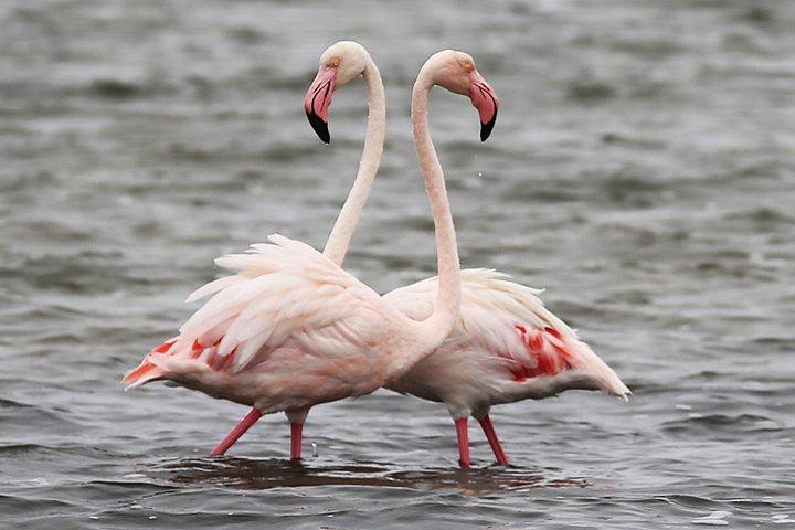 Scenic Sandwich Harbour 4x4 Excursion Walvis Bay with Owner ±6hrs