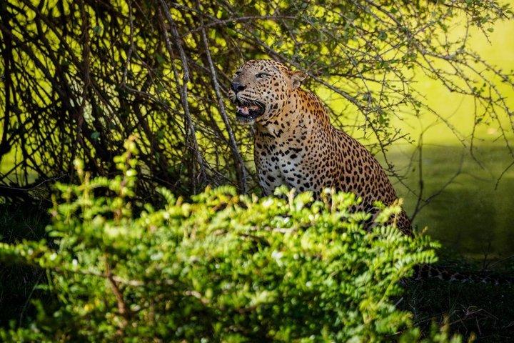 Visite privée de Yala Safari depuis Ahungalla