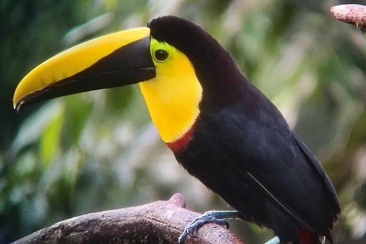 All-Inclusive Private Mindo Cloud Forest Tour from Quito