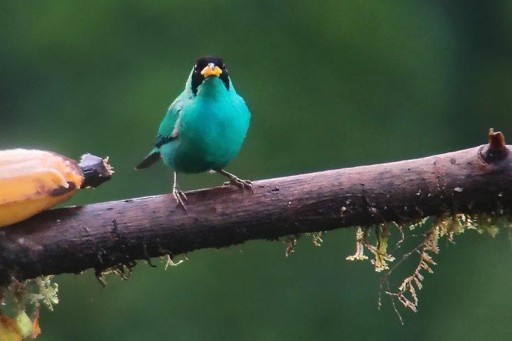 All-Inclusive Private Mindo Cloud Forest Tour from Quito