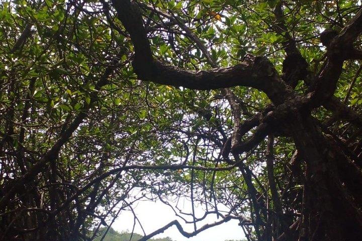 Negombo Lagoon Boat Tour with Fishing Experience and Sunset
