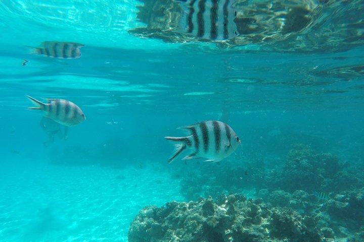 Sansibar Mnemba Insel Schnorcheln und Bootserlebnis mit Mittagessen