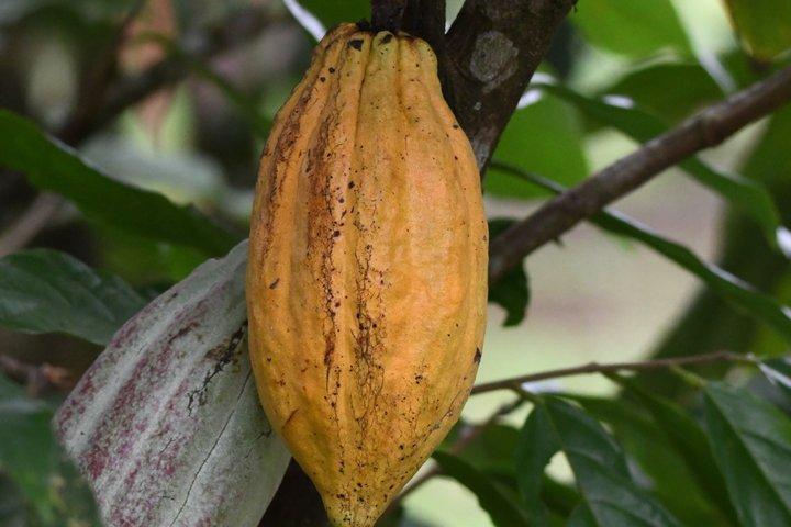 Tour de Chocolate y Café en Bijagua