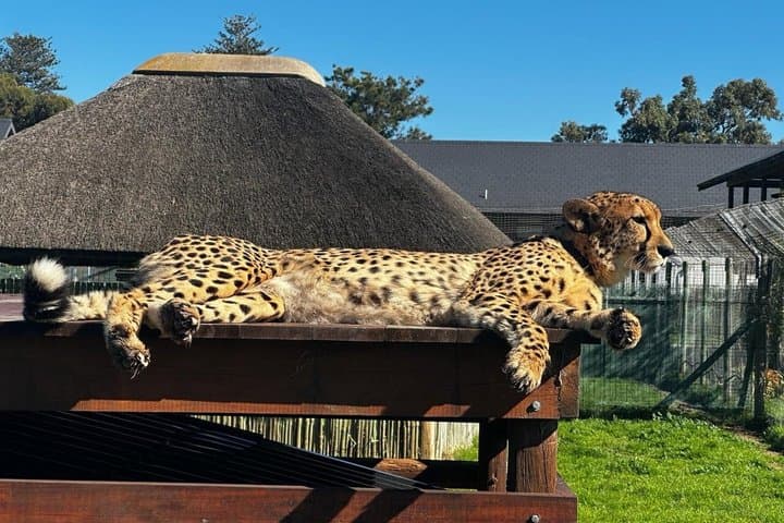 Cape Town Giraffe & Cheetah Encounter and Wine Testing.