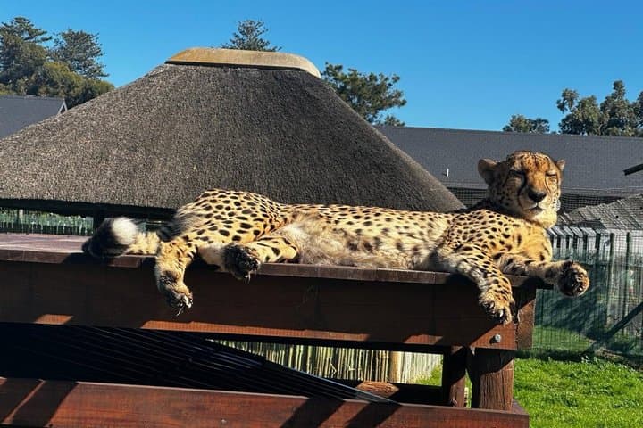 Cape Town Giraffe & Cheetah Encounter and Wine Testing.