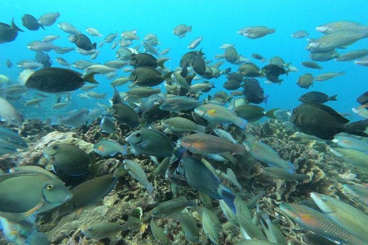 Snorkel Cartagena's Caribbean Reef + Blue Apple Beach Club Pass