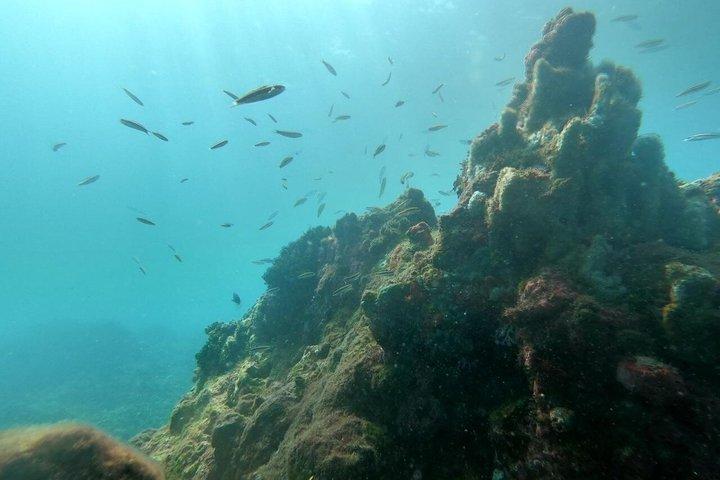 Snorkel Cartagena's Caribbean Reef + Blue Apple Beach Club Pass