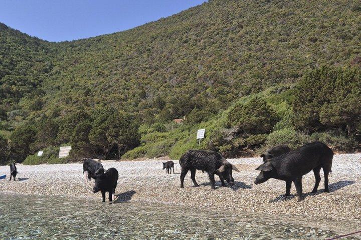 Visita Pigs Bay a Atokos Island con una crociera privata di mezza giornata