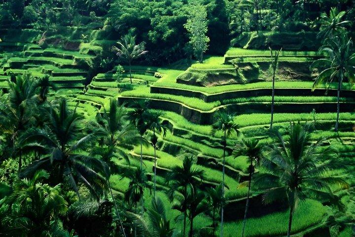 Private Ubud Day Tour: Monkey Forest, Rice Terrace & Hellig Forår
