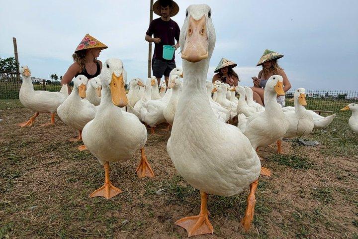 Hoi An Duck Stop Experience foder og blywandukker