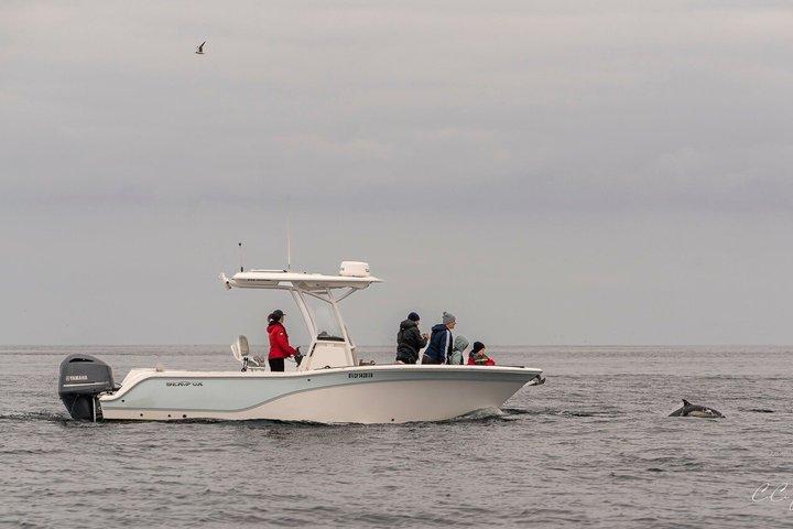 Premier Whale and Dolphin Watching