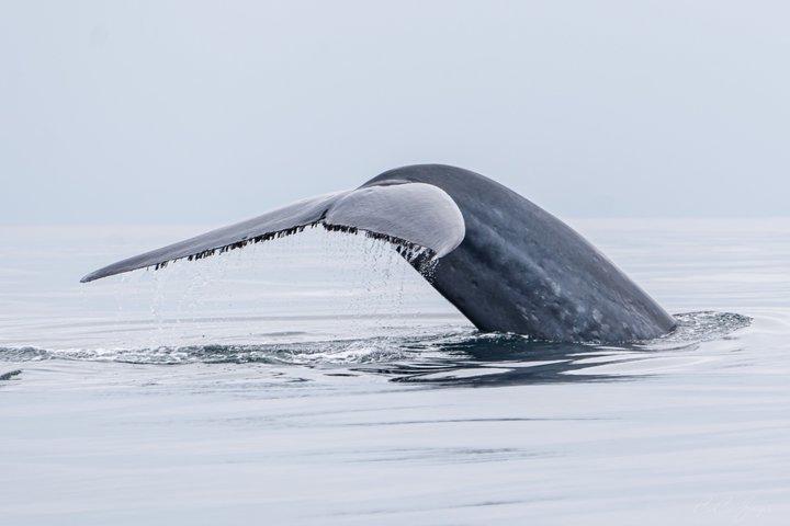Premier Whale and Dolphin Watching