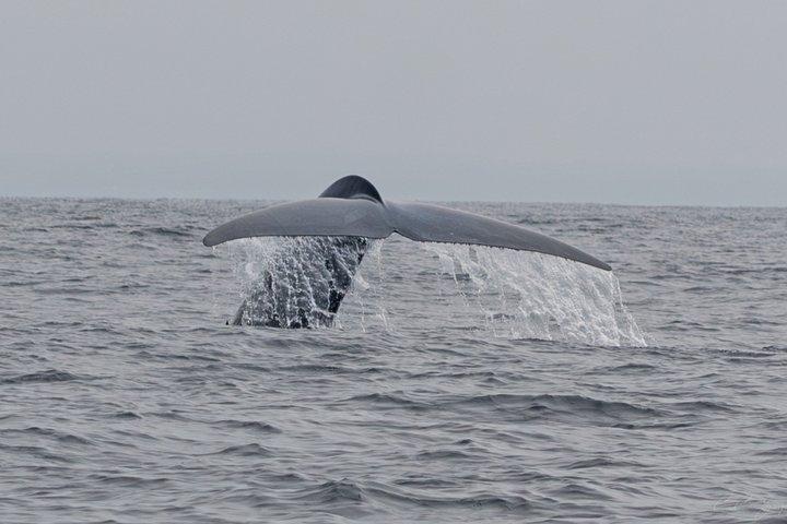Premier Whale and Dolphin Watching