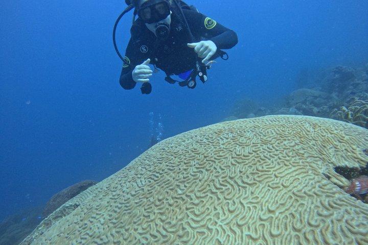 Lionfish Scuba Mini Course Underwater Adventure