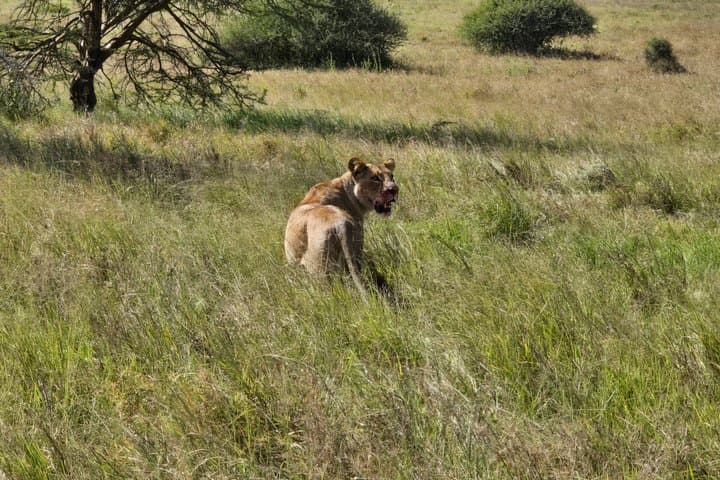 8 Days Kenya Adventure Amboseli Naivasha Nakuru Masai Mara Tour