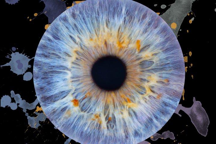 Fotografie einer Iris im Imaginarium Museum in Montreal