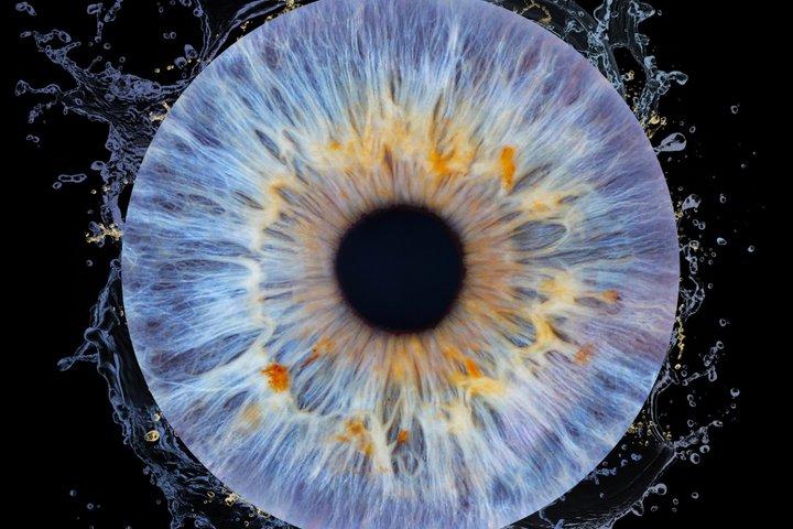 Fotografie einer Iris im Imaginarium Museum in Montreal