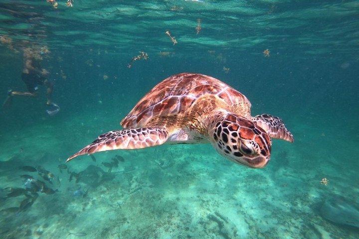 Tulum Snorkling och Maya ruiner Utsikt från havet