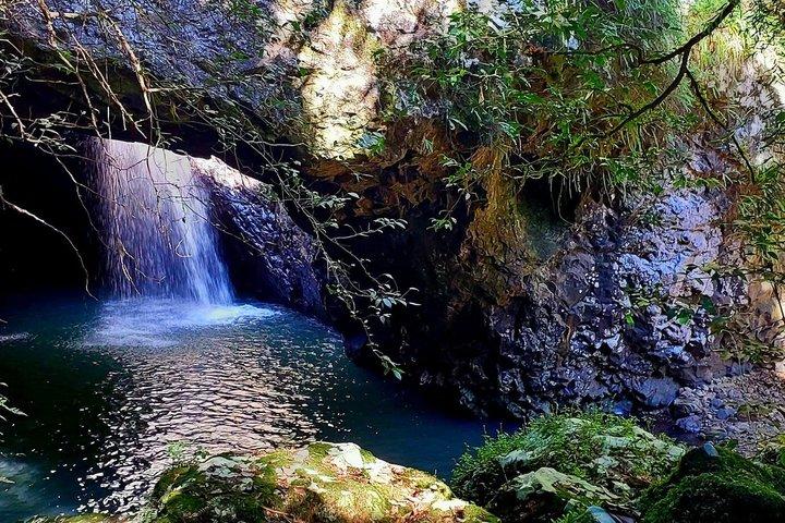 Excursão privada Gold Coast Hinterland Waterfalls & Rainforest