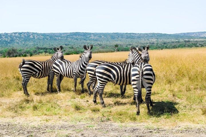 Parc national Akagera Safari Adventure