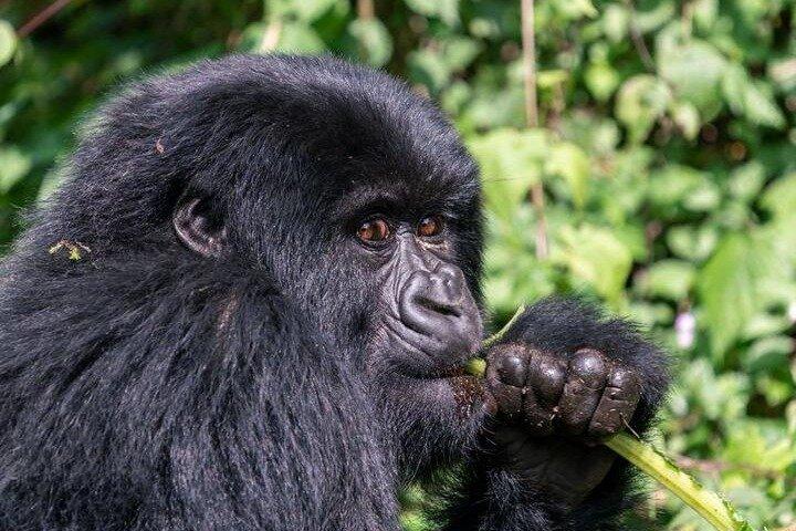 En dag Gorilla Trekking i vulkaner