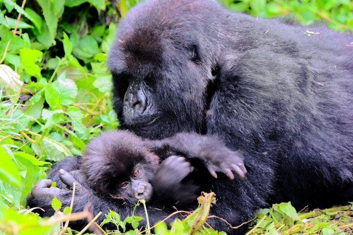 En dag Gorilla Trekking i vulkaner