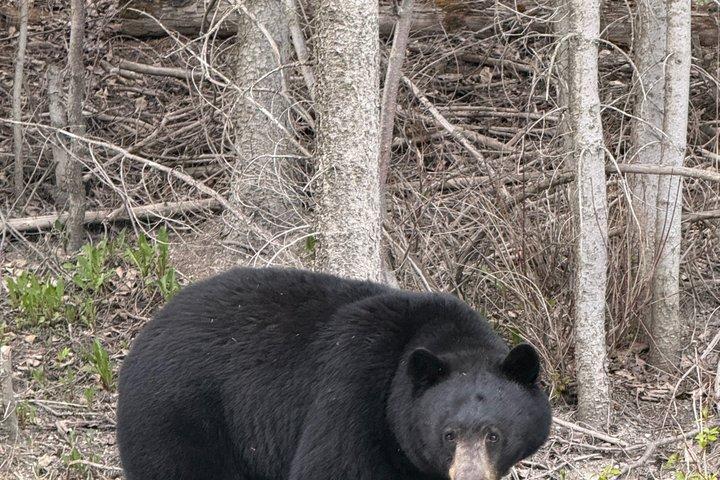 Udforsk Yoho National Park Premium Luxury Day Guided Tour