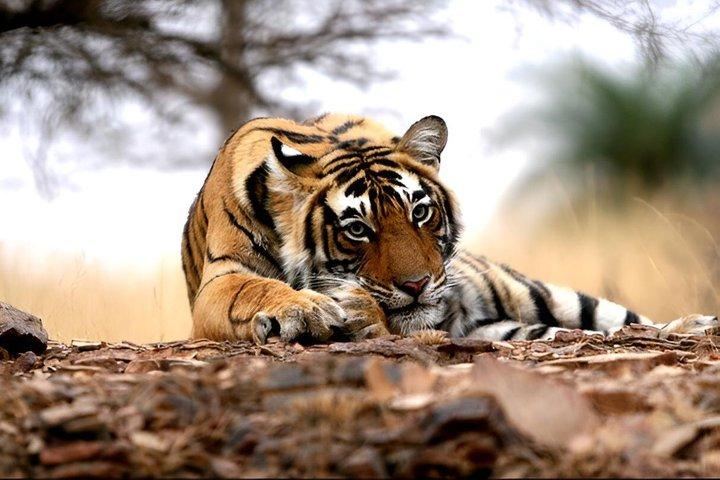 4 Day Golden Triangle With Ranthambore Tiger Safari From Delhi
