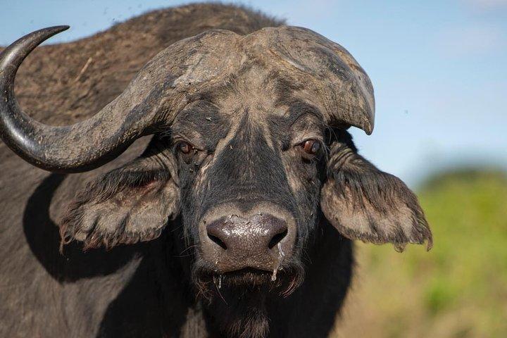 Excursión de un día al cráter Ngorongoro
