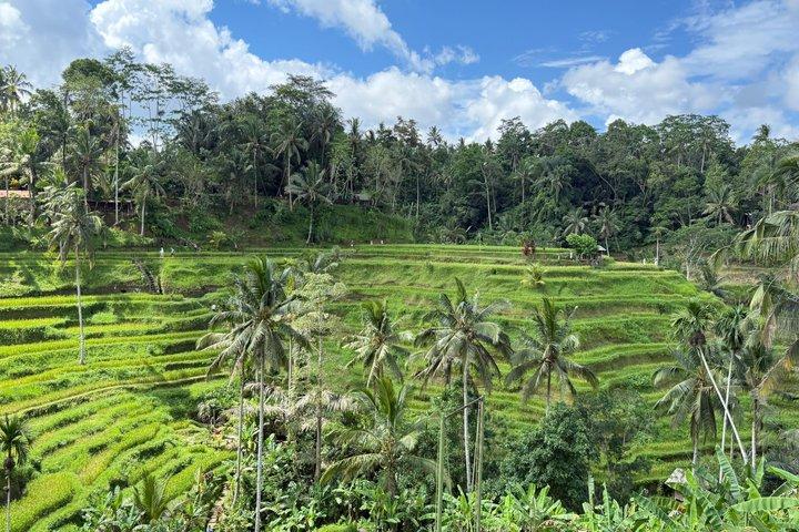 Ubud Private Tour : Waterfall, Temple, Rice terrace and Swing