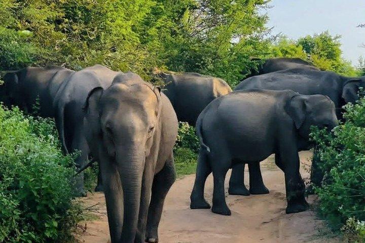 Tour en safari por Udawalawa desde Tangalle