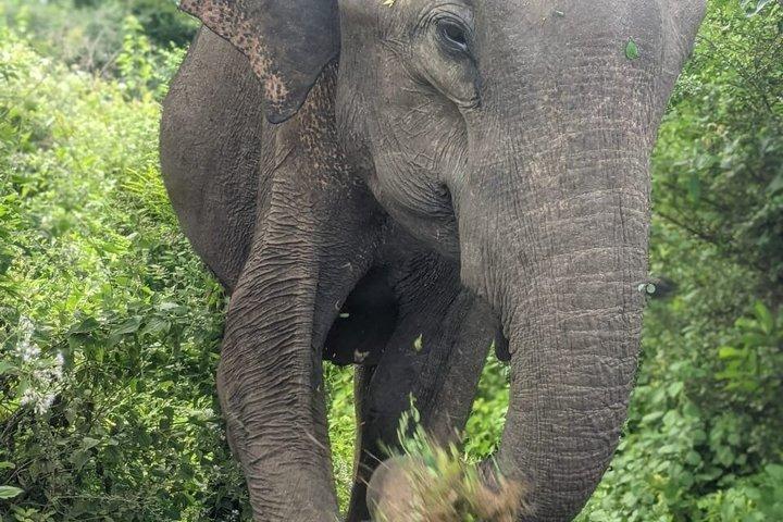 Tour en safari por Udawalawa desde Tangalle