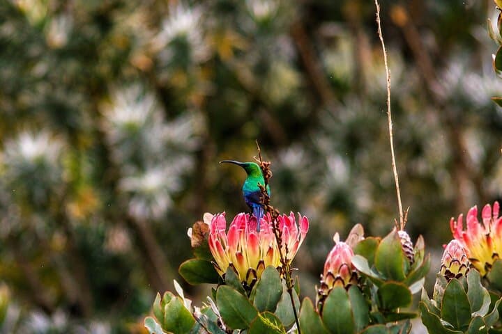 Cape Town: Kirstenbosch, Groot Constantia & Steenberg Wine Estate
