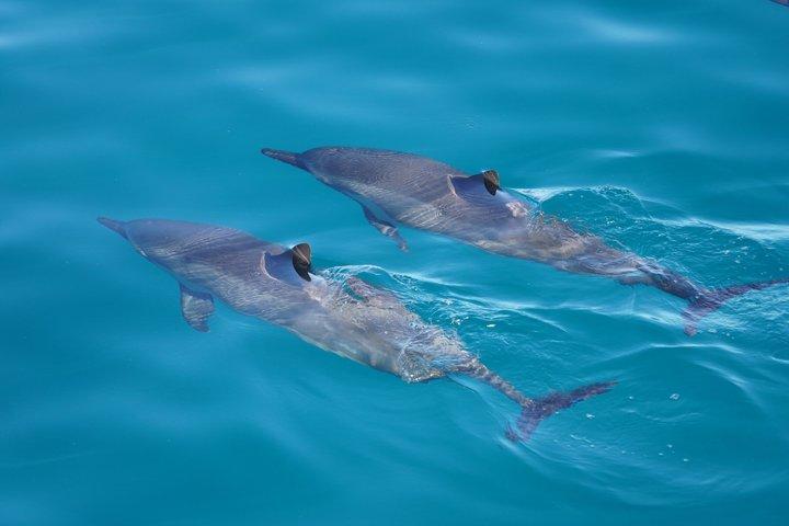 2 Stunden Big Island Delfinbeobachtung und Meeresschildkröten Schnorcheltour
