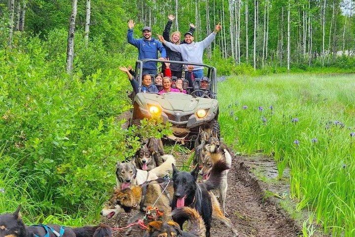 Summer Dog Sled Adventure in Willow Alaska