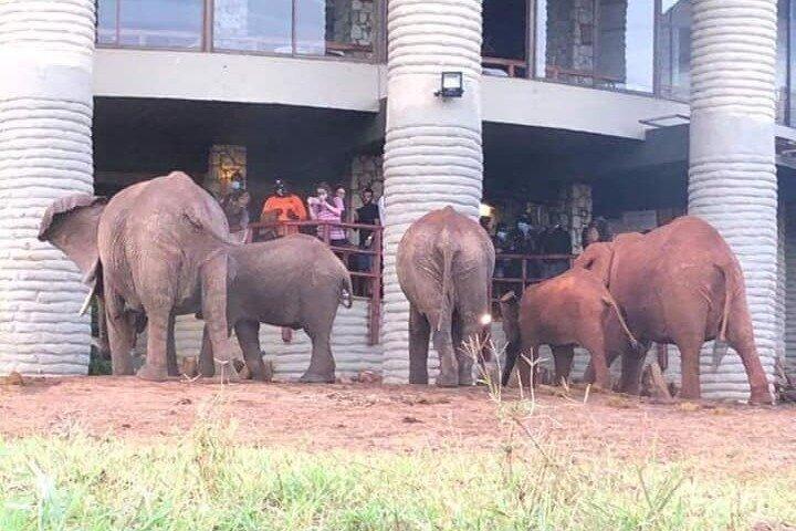 ディアニまたはモンバサから1泊2日のソルトリックサファリ