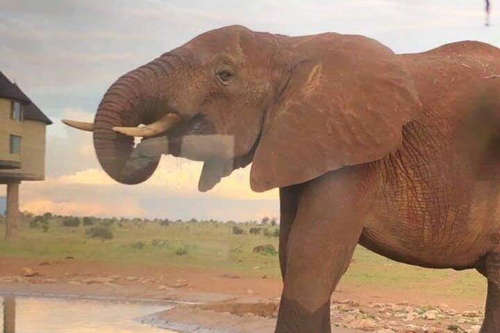 ディアニまたはモンバサから1泊2日のソルトリックサファリ