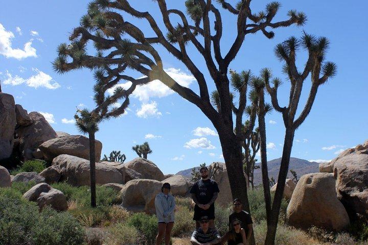 Guide til Joshua Tree National Park med lokale eksperter