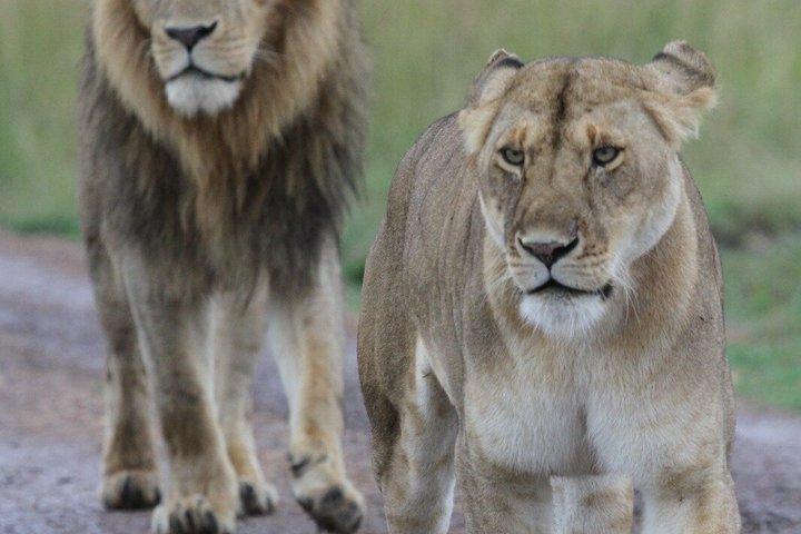 Lion King Safari 3 dage