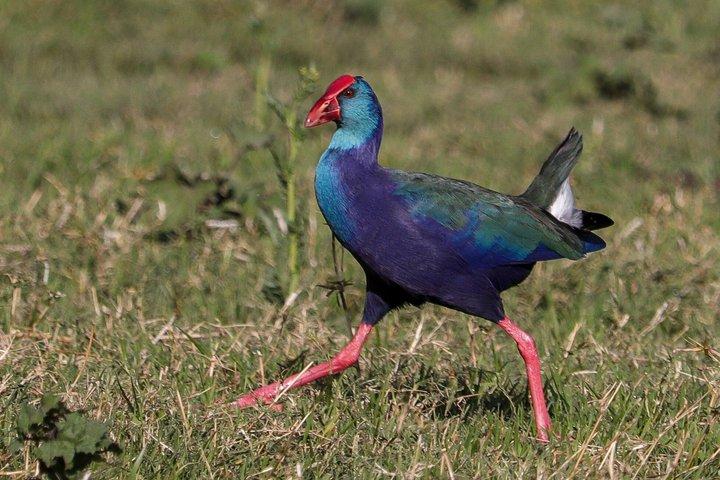 Esperienza di Birdwatching ad Assuan sul Nilo