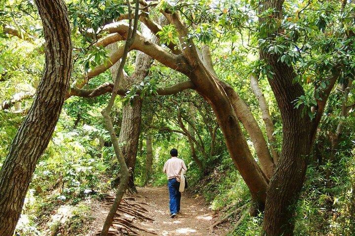 Hidden Kamakura Caminata Templos Zen Bosque de Bambú y Gran Buda