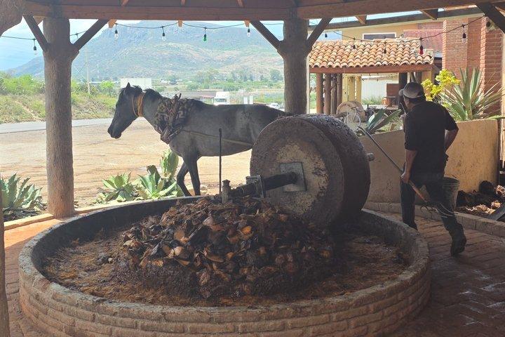 Hierve el Agua, Mezcal, textiel en Tule Tree tijdens een privétour