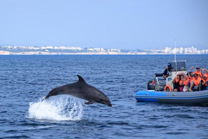 Benagil huler og delfiner fra Albufeira